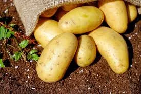 Pomme de terre Spunta